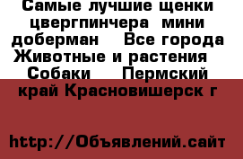 Самые лучшие щенки цвергпинчера (мини доберман) - Все города Животные и растения » Собаки   . Пермский край,Красновишерск г.